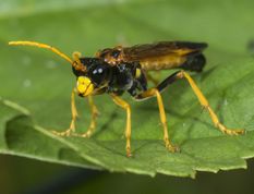 Bladhveps tenthredo campestris